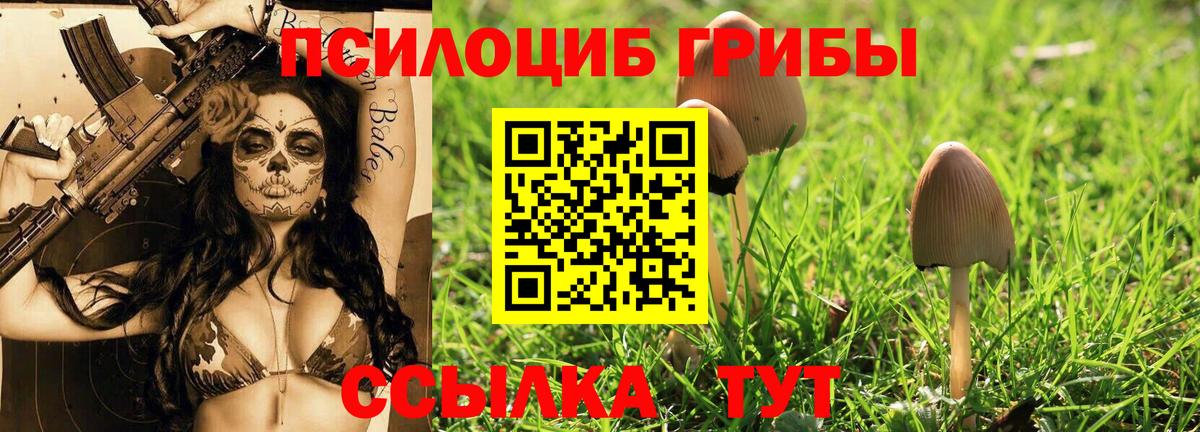 Галлюциногенные грибы Psilocybe Сызрань